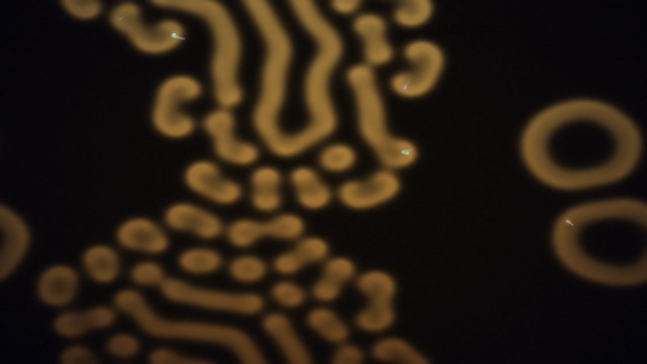 Alembic Nocturne interactive simulation preview