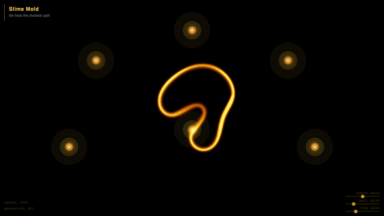 Slime Mold interactive simulation preview